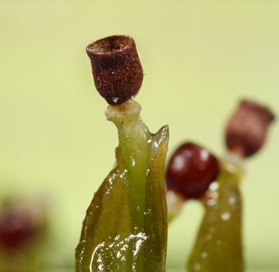 How Exploding Moss Launches Its Spores (9 of 9)