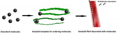 Amyloid and Multiphoton Absorption