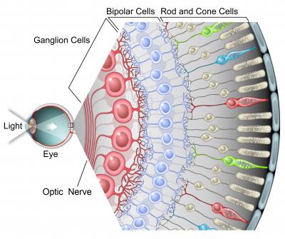 From Eye to Brain (3 of 3)