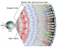 From Eye to Brain (3 of 3)