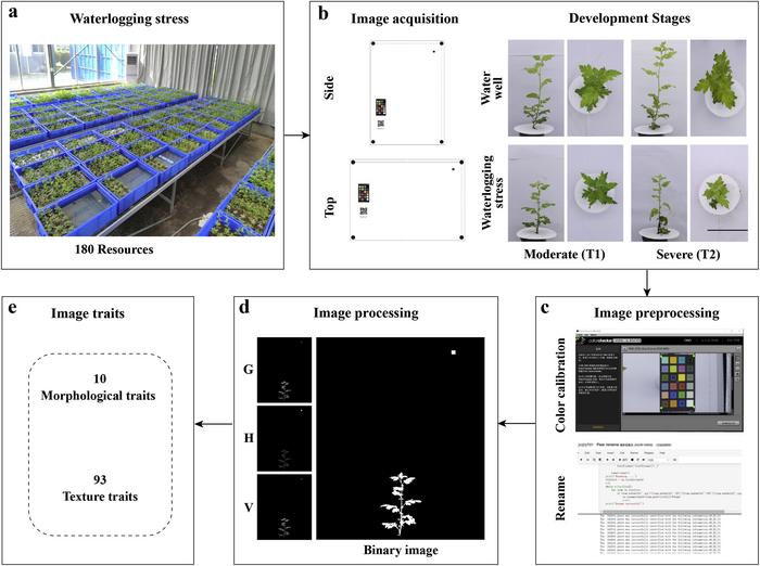 Figure 1. Experimental workflow for quantifying waterlogging stress using RGB image-based i-traits.