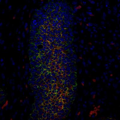 Salk Institute -- Wahl Lab -- Cell Atlas