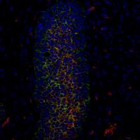 Salk Institute -- Wahl Lab -- Cell Atlas