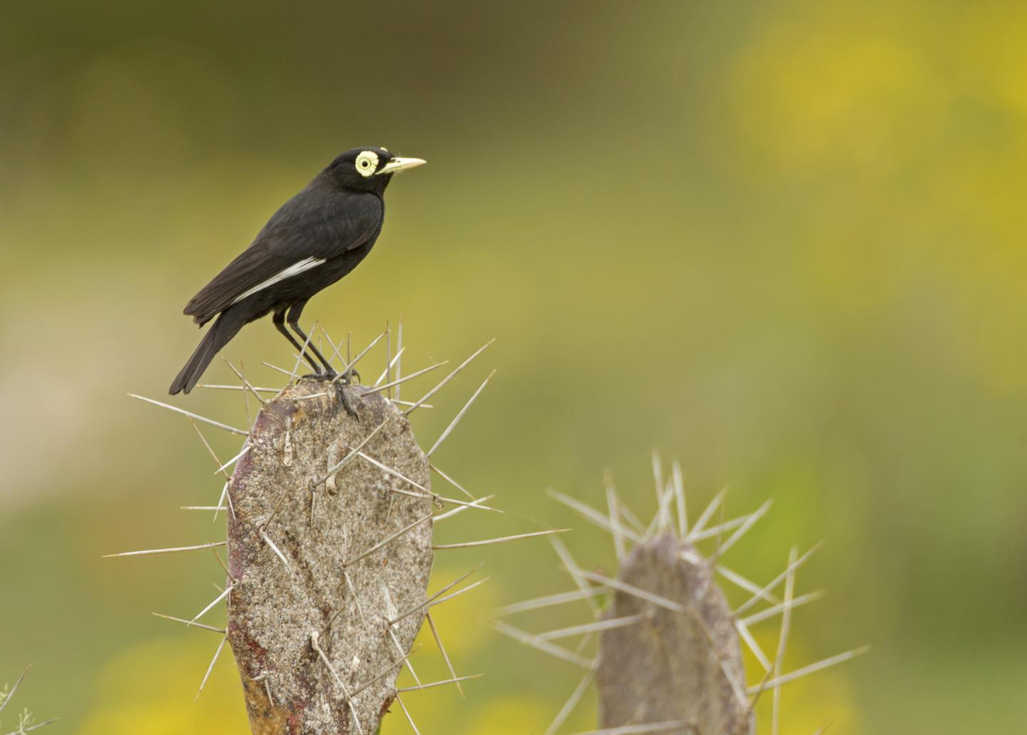Spectacled Tyrant