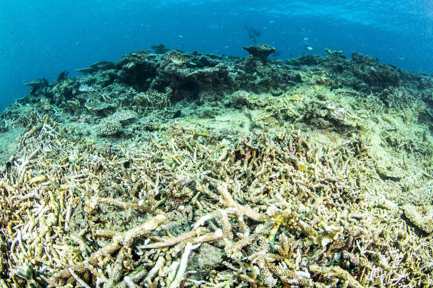 Corals Are Not Only Declining Fast, They're Recovering Slowly (1 of 9)