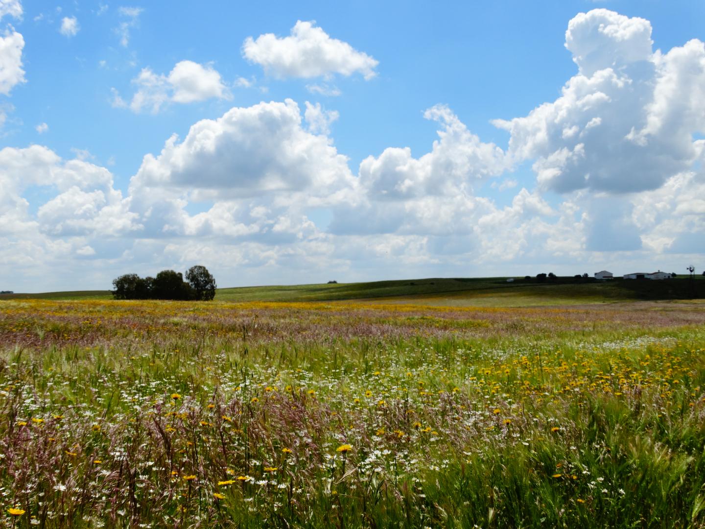 Agro-steppe habitat