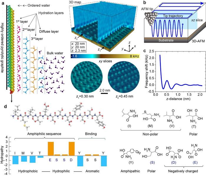 Figure 1.  Molecular structure and 3D-AFM visualization of self-assembled dodecapeptide hydration shells.