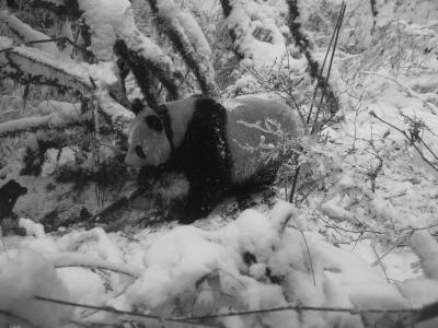 Collared Panda