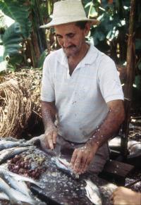 Fish Preparation