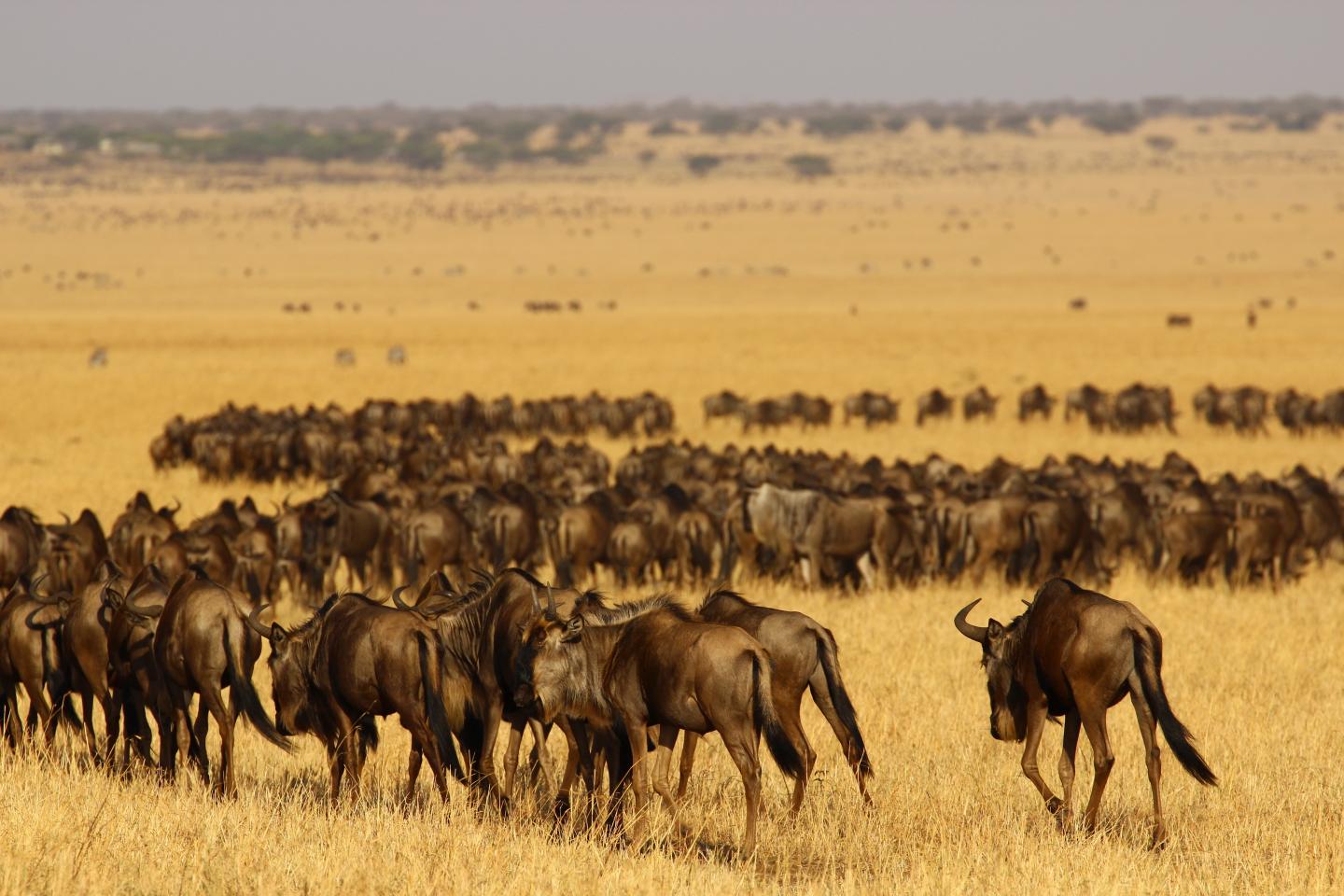 Wildebeest