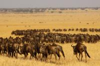 Wildebeest