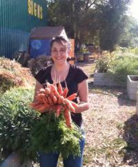 Carrot Harvest