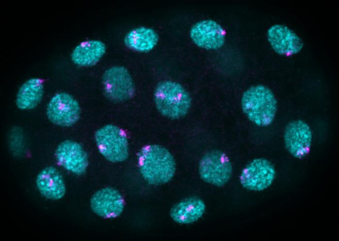 Visualizing individual DNA molecules