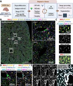 High-dimensional imaging of FFPE mouse liver tissues by mIF.