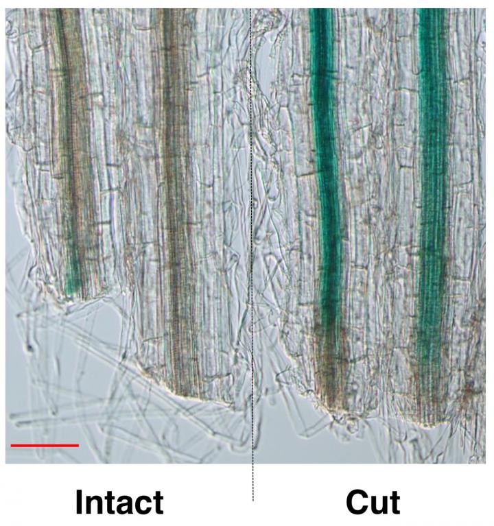 Comparison of Root-Cut Plants and Intact Plants