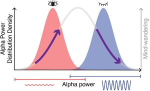 The relationship between brain activity and mind wandering