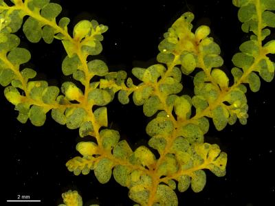 <i>Radula buccinifera</i>