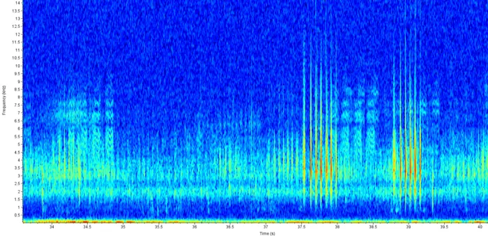 Waterbug chorus spectogram