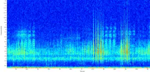 Waterbug chorus spectogram