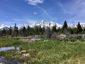 Beaver dam in Grand Teton National Park