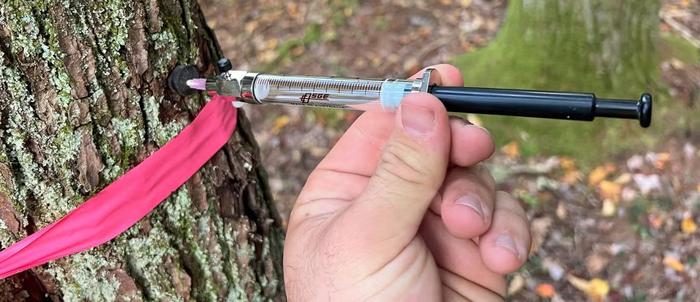 Microbes in trees