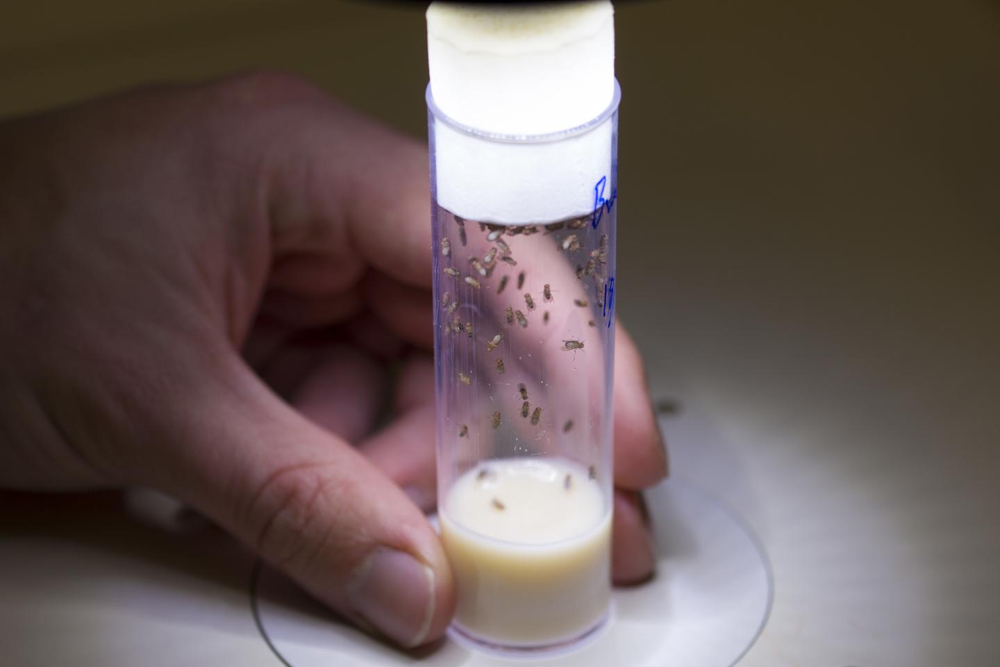 Fruit Flies