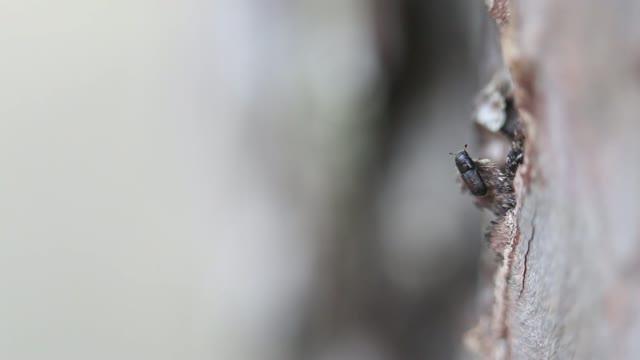 Southern Pine Beetle in Action