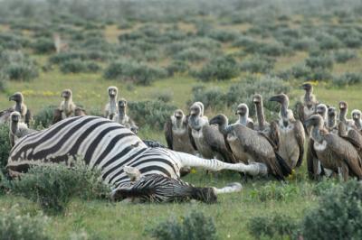 Zebra Carcass