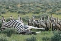 Zebra Carcass