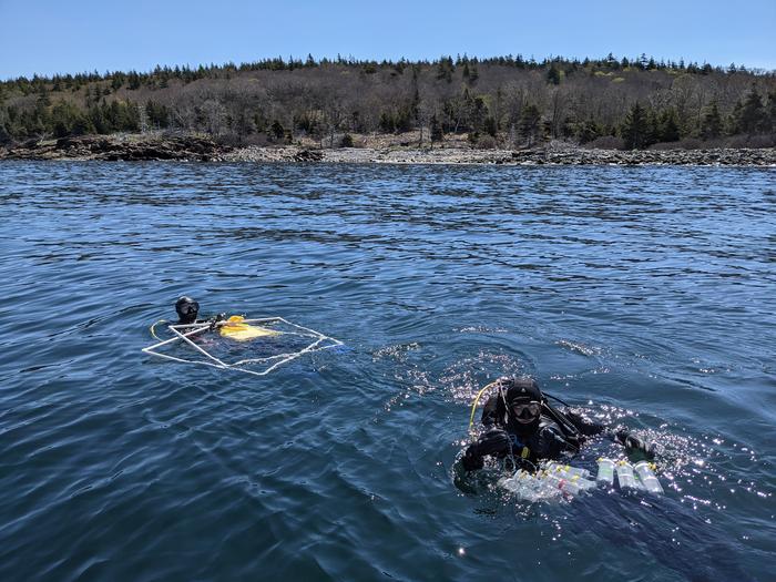 Maine Coast Dive Survey