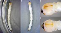 Emerald Ash Borer Larva