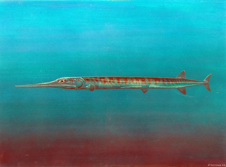 Life Reconstruction of <i>Saurichthys</i>
