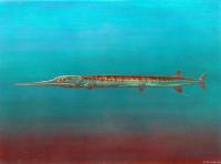 Life Reconstruction of <i>Saurichthys</i>