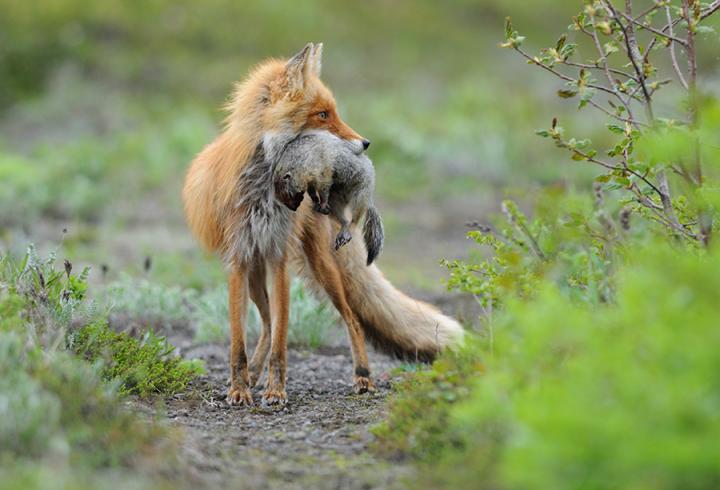 Fox Alisa and Ground Squirrel