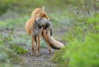 Fox Alisa and Ground Squirrel
