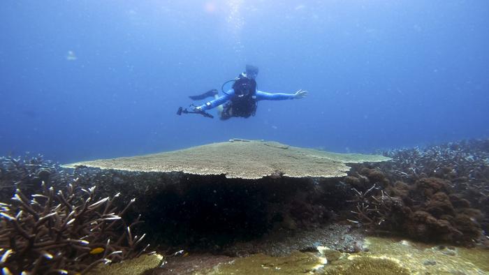 Reef-building Acropora