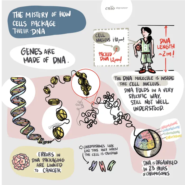 The mistery of how cells package their DNA