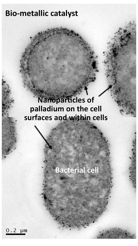Biocatalyst
