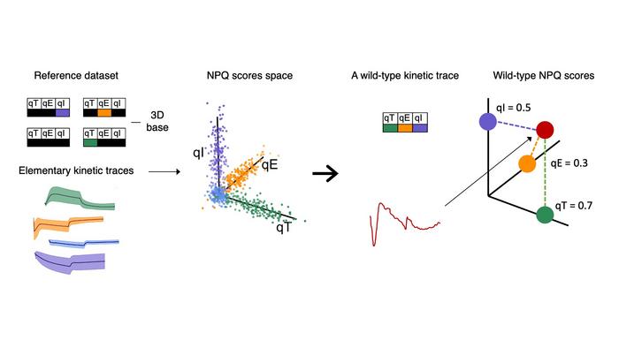 Methodological diagram – Projection of the kinetics into an NPQ score space