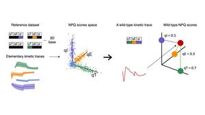 Methodological diagram – Projection of the kinetics into an NPQ score space