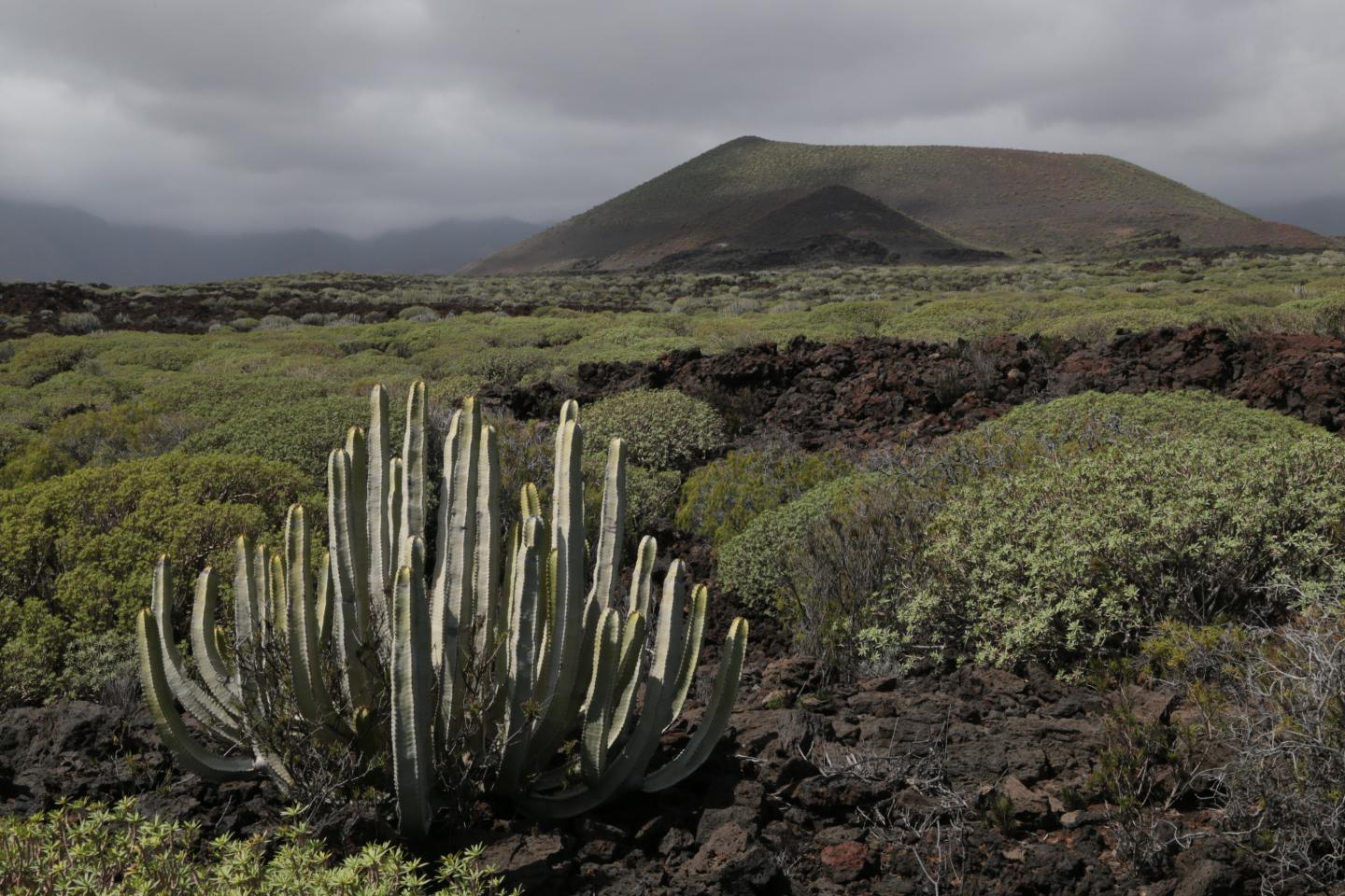 How Fungi Influence Global Plant Colonization