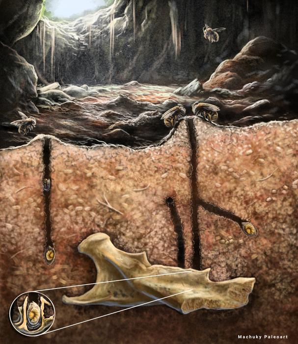 Scientific illustration of burrowing bees nesting inside of fossils