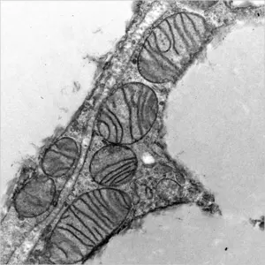 Mitochondria black and white