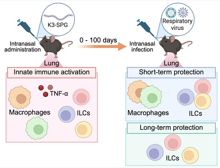 The mechanisms of adjuvant-mediated immunoprophylaxis