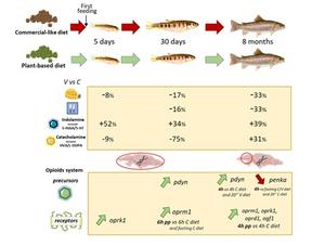 Graphical abstract