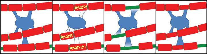 Myelin Recovery Graphic