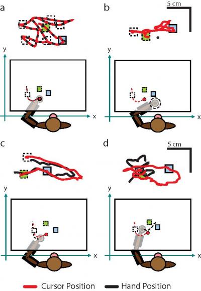 Enhanced Brain-machine Interface Taps into Additional Senses