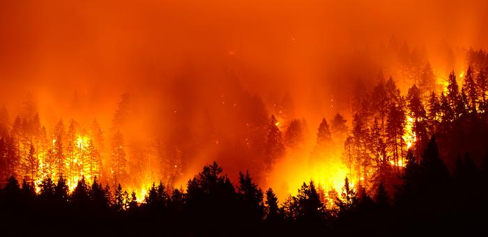 Forest Fire