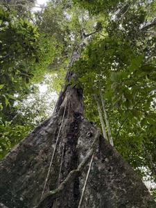Massive buttress roots of the Amazonian rainforest plants in Iquitos, Peru