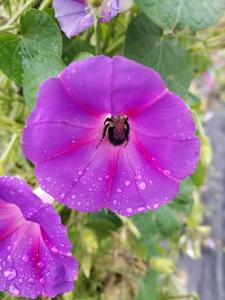 Prioritizing pollinators over climate change?